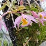 Dendrobium loddigesii Flower