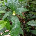 Palicourea glomerulata Leaf