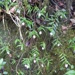 Angraecum ramosum Habitus