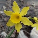 Narcissus assoanus Flower