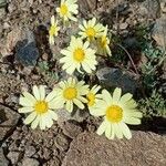 Leucanthemopsis pectinata Flor