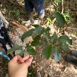 Diospyros acapulcensis Blad