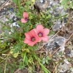 Linum pubescens 花