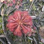 Drosera spatulata Leht