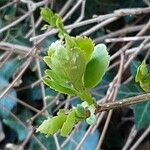 Forsythia viridissima Leaf