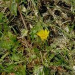 Taraxacum parnassicum Habitat