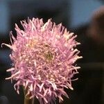 Globularia vulgaris Flower