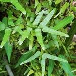 Lygodium microphyllum Leaf