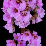 Bergenia crassifolia Fleur