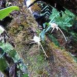 Angraecum expansum Other