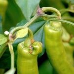 Capsicum annuum その他の提案