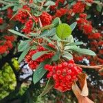 Cotoneaster coriaceus Плід