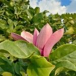 Magnolia liliiflora Floare