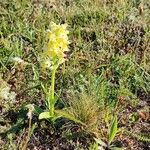 Dactylorhiza sambucinaBlüte