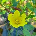 Ludwigia grandiflora Цвят