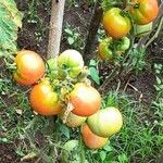 Solanum pimpinellifolium Fruto