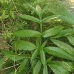 Angelica razulii Leaf