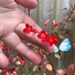 Kalanchoe manginii Цвят