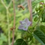 Jacquemontia paniculata Blomma