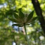 Astrantia maxima Flower