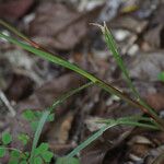 Cenchrus echinatus Kůra