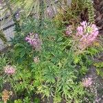 Cleome spinosa Habit