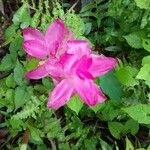 Curcuma aromatica 花