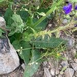 Salvia pratensis Leaf