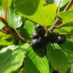 Rhamnus alpina Fruit