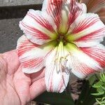 Hippeastrum vittatum Flower