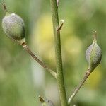 Camelina rumelica 果實