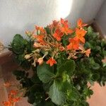 Kalanchoe crenataFlower