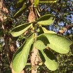 Combretum collinum Owoc