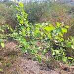 Pisonia aculeata पत्ता
