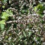 Limonium bellidifolium Flor