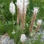 Plantago mediaফুল