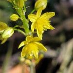 Bulbine bulbosa Çiçek