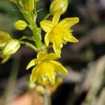 Bulbine bulbosa 花