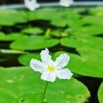 Nymphoides cristata Flor