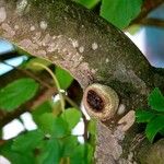 Parrotia persica बार्क (छाल)