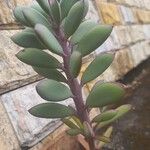 Senecio crassiflorus Blad