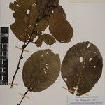 Alnus nepalensis 其他