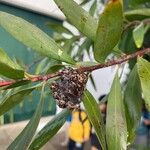 Hakea salicifolia Frucht