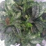 Aglaonema costatum Blatt