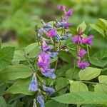 Lathyrus vernusFlower