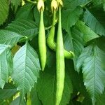 Campsis radicans Fruchs