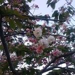 Prunus serrulata Flor