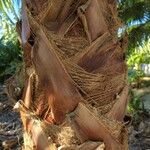 Washingtonia robusta Rinde