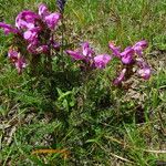 Pedicularis gyroflexa چھال