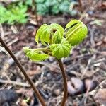 Aesculus californica Leaf